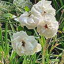 Hemerocallis ×hybrida Orient Point