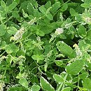 Mentha suaveolens Variegata