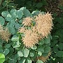 Cotinus coggygria Lisjo