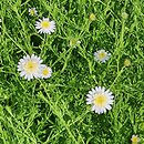 Aster iinumae Hortensis