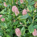 Clethra alnifolia Ruby Spice