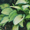 Hosta Paul's Glory