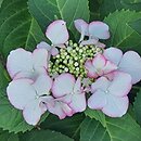 Hydrangea macrophylla Frisbee Petticoat