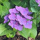 Hydrangea macrophylla Frisbee Hot Pink