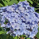 Hydrangea macrophylla Mousseline