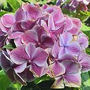 Hydrangea macrophylla Harlequin