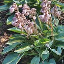 Hosta Party Popper