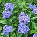 Hydrangea macrophylla Youmefive