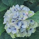 Hydrangea macrophylla Magical Noblesse