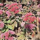 Sedum (hort.) Abbeydore