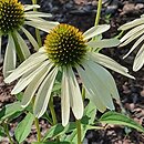 Echinacea Yellow Pearl