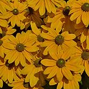 Rudbeckia Sunbeckia Olivia