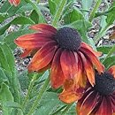 Rudbeckia SmileyZ Loving