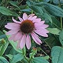 Echinacea purpurea Elbrook