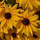 Rudbeckia SmileyZ Joyful