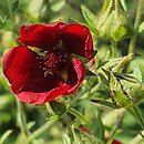 Potentilla thurberi Monarch's Velvet