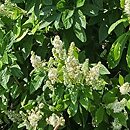 Clethra alnifolia Anne Bidwell