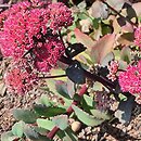 Sedum (hort.) Red Cauli