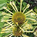 Echinacea Yellow Spider