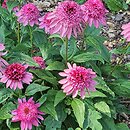 Echinacea Catharina Red