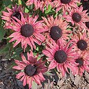 Rudbeckia Flamenco Apricot