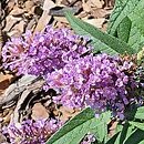 Buddleja davidii Butterfly Candy Little Pink