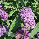 Buddleja davidii Butterfly Candy Little Purple