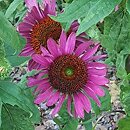 Echinacea RED 893