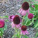 Echinacea purpurea Catharina