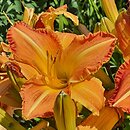 Hemerocallis ×hybrida Lord of Autumn