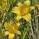 Hemerocallis ×hybrida Autumn Prince