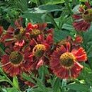 Helenium autumnale Mariachi Siesta