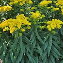 Solidago Golden Dwarf