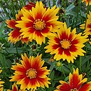 Coreopsis grandiflora Solar Jewel