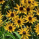 Rudbeckia sullivantii (rudbekia błyskotliwa)