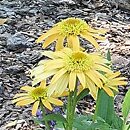 Echinacea Papallo Semi Double Peach