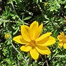 Bidens ferulifolia Sir Francis