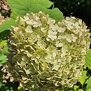 Hydrangea arborescens Candybelle