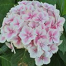 Hydrangea macrophylla Frau Mariko