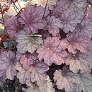 Heuchera American Purple