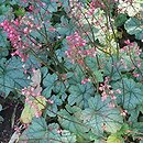 Heuchera Shimmer