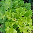 Heuchera Kira Green Tea