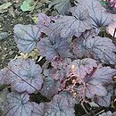 Heuchera Electric Plum