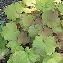 Heuchera Caramellito