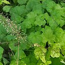 Heuchera Romano