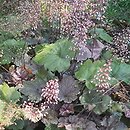 Heuchera Beaujolais