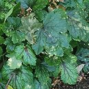 ×Heucherella Pink Revolution