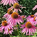 Echinacea purpurea Doubledecker