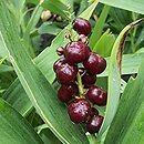 Smilacina stellata (majówka gwiazdkowata)