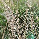 Elymus hystrix (jeżotka ropierzchła)